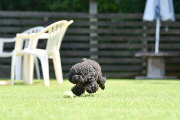 ドッグランで遊ぶトイプードル