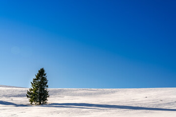 Fototapeta na wymiar A cedar on the snow in winter, pine tree on blue sky background with copy space