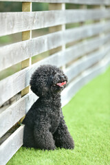 おすましポースのトイプードル