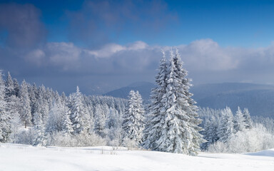 Winter black forest landscape, cedars on hillside, pine trees, snow in winter