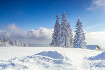 Snow-covered pine trees on snowy ground, winter nature landscape - Powered by Adobe
