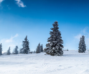 Green pine trees on snowy ground, cedar, blue sky background, winter mountain