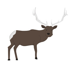 Elk Illustration