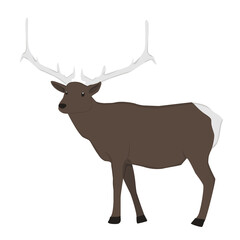 Elk Illustration