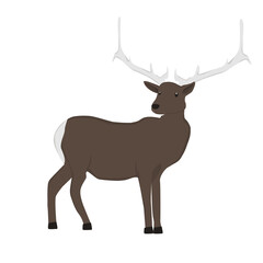Elk Illustration