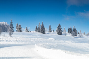 Pine trees covered with hoarfrost and snow in mountains, forest road on the land