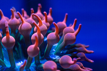 Rainbow Bubble tip anemone in reef tank