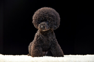 トイプードルのポートレート