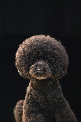 トイプードルのポートレート