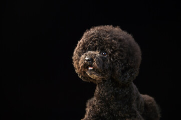 おすましポーズをするトイプードル