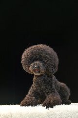 おすましポーズをするトイプードル