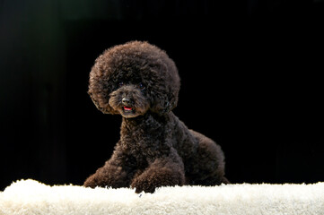 おすましポーズをするトイプードル