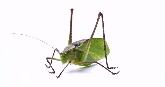 クツワムシ　轡虫　バッタ目　キリギリス科　昆虫　オス