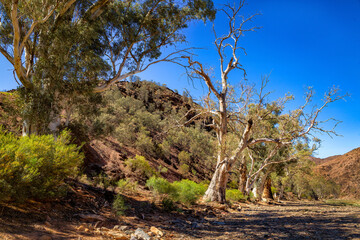 Fototapeta na wymiar Parachilna Gorge in Flinders Range National Park, South Australia, Australia