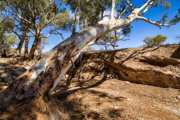 Red Gums in Flinders Range National Park, South Australia, Australia