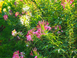 Pink Spider Flower Cleome