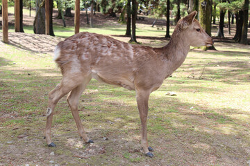 Deer in Nara Park at Nara, Japan