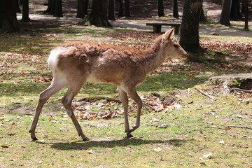 Deer in Nara Park at Nara, Japan