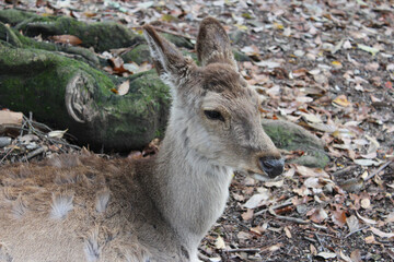 Deer in Nara Park at Nara, Japan