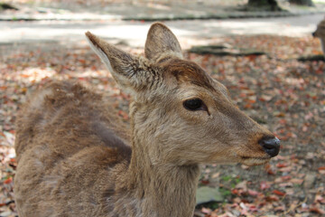Deer in Nara Park at Nara, Japan
