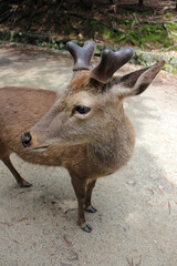 Deer in Nara Park at Nara, Japan