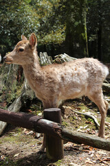 Deer in Nara Park at Nara, Japan