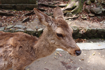 Fototapeta premium Deer in Nara Park at Nara, Japan