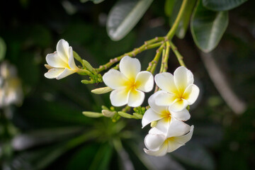Obraz na płótnie Canvas white frangipani flowers
