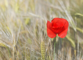 close on beautiful red poppy blooming in a cereal field