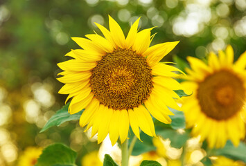 Colorful sunflower field. Beautiful sunflowers blooming on the field