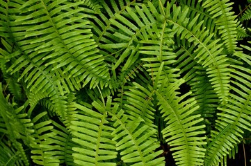 green fern leaves