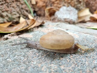 snail on the sand