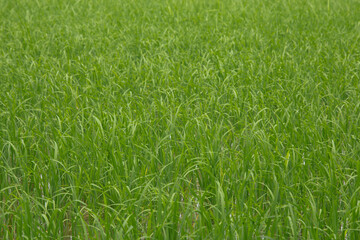Rice fields in Thailand