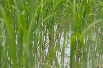 Rice fields in Thailand