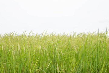 Close up ear of paddy or rice in organic field, agriculture concept.