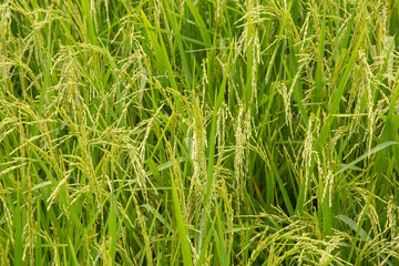 Close up ear of paddy or rice in organic field, agriculture concept.