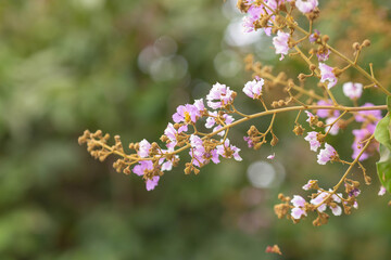 Pastel purple flower of Bungor tree