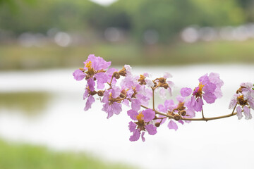 Pastel purple flower of Bungor tree
