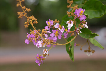 Pastel purple flower of Bungor tree