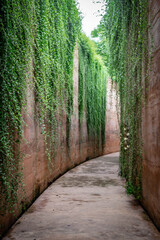 Romantic Tunnel Of Autumnal Hedges.