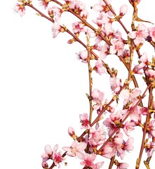 Flower.