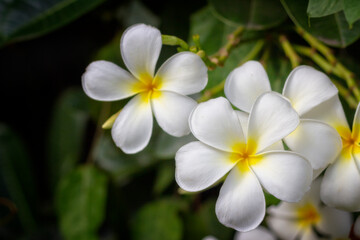 white frangipani flower