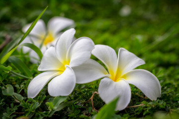 white frangipani flowers