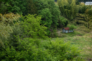 Cottage in a forests