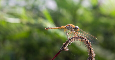 Yellow Dragonfly sitting on grass Branches 