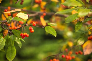 Holly berries and leaves