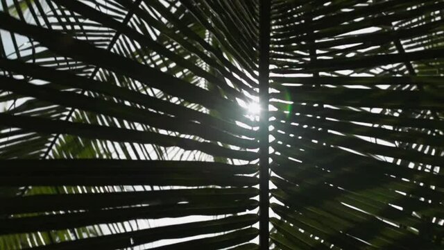 sunny glare through a palm leaf close up