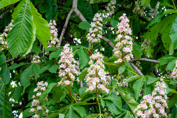 Foliage and flowers of Horse chestnut, Aesculus hippocastanum, Conker tree