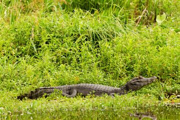 A Yacare Caiman floating in the IBERA wetlands, Argentina