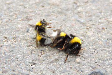      a pair of bumblebees mating on an asphalt road               